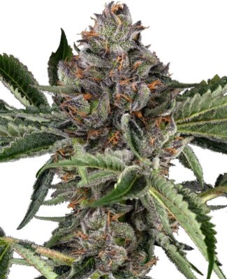 Papaya Jealousy Feminisiert-3 Samen - Seeds24