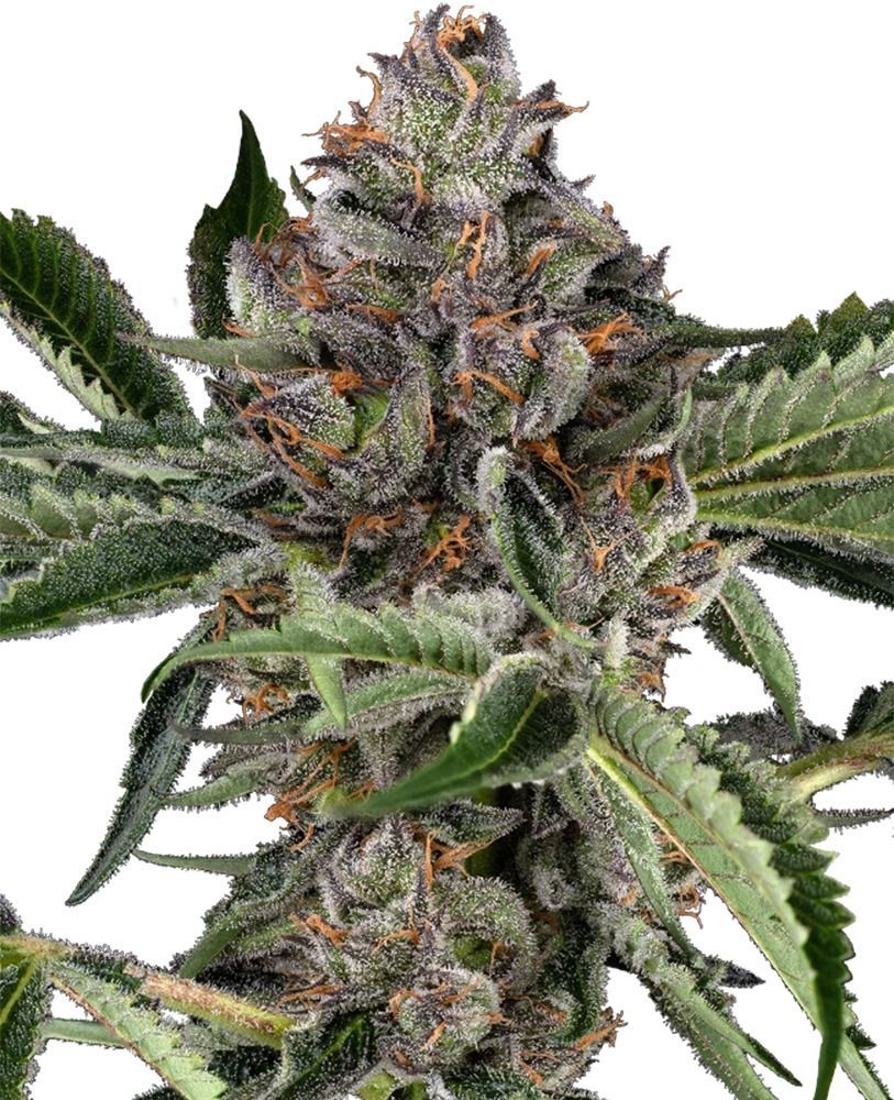 Papaya Jealousy Feminisiert-3 Samen - Seeds24