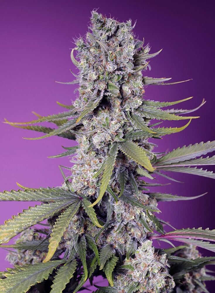 Papaya Zoap F1 Fast Feminisiert-3 Samen - Seeds24
