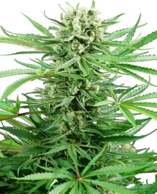 Papi Chulo OG Feminisiert-3 Samen - Seeds24