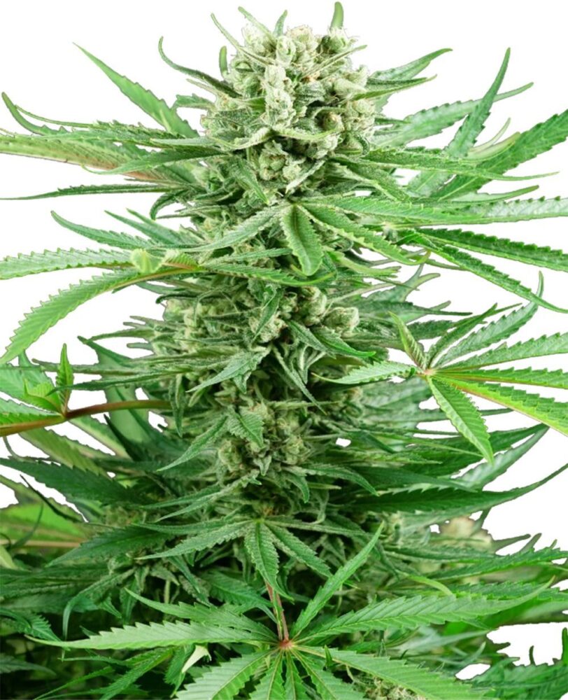 Papi Chulo OG Feminisiert-3 Samen - Seeds24