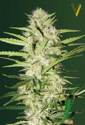 Parmesan Automatic-3 Samen - Seeds24