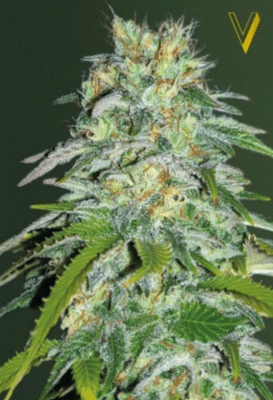 Parmesan Feminisiert-3 Samen - Seeds24