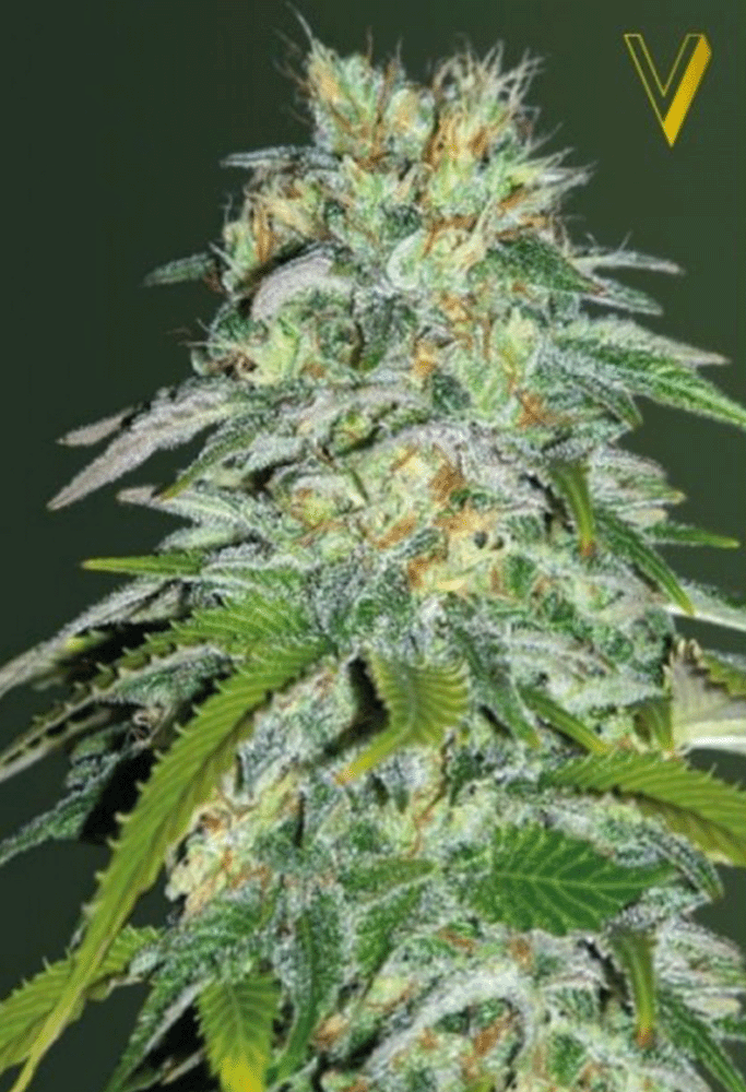 Parmesan Feminisiert-3 Samen - Seeds24