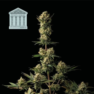 Peyote Forum Feminisiert-3 Samen - Seeds24