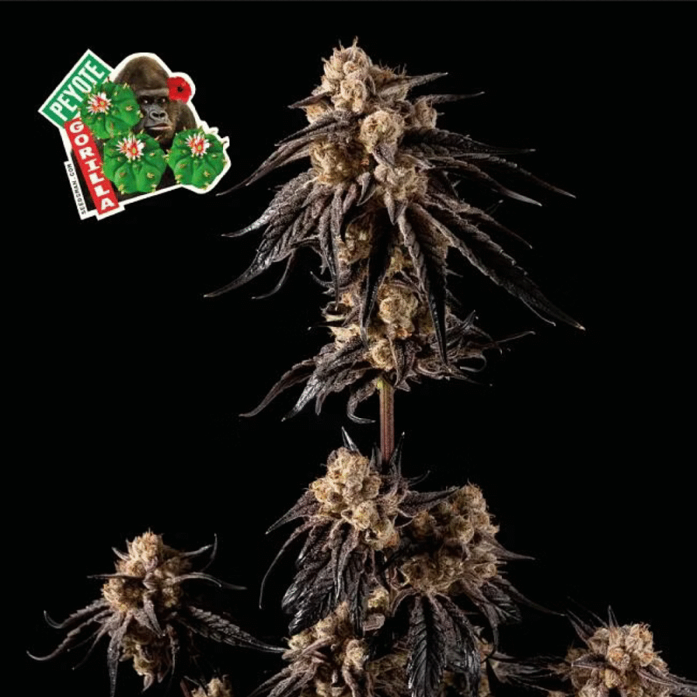 Peyote Gorilla Feminisiert-50 Samen - Seeds24