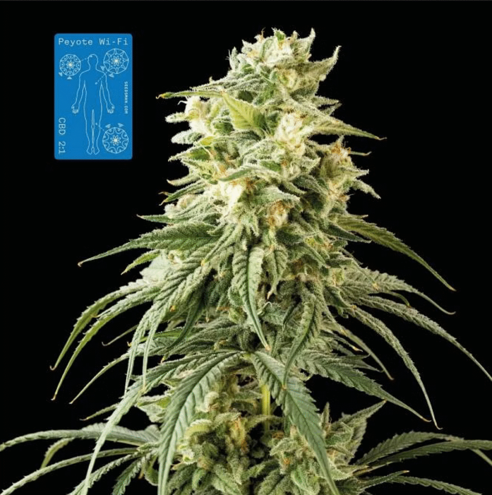 Peyote Wi-Fi CBD 2:1 Feminisiert-3 Samen - Seeds24