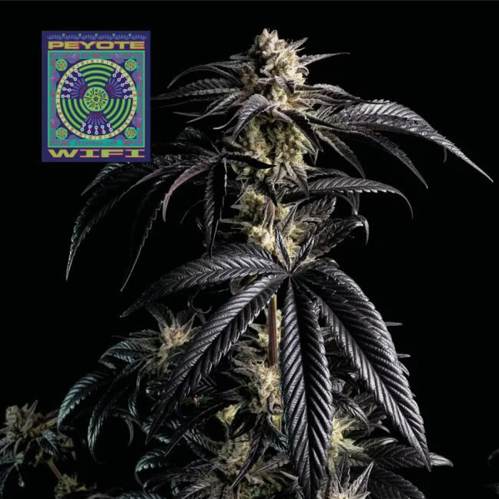 Peyote Wi-Fi Feminisiert-50 Samen - Seeds24