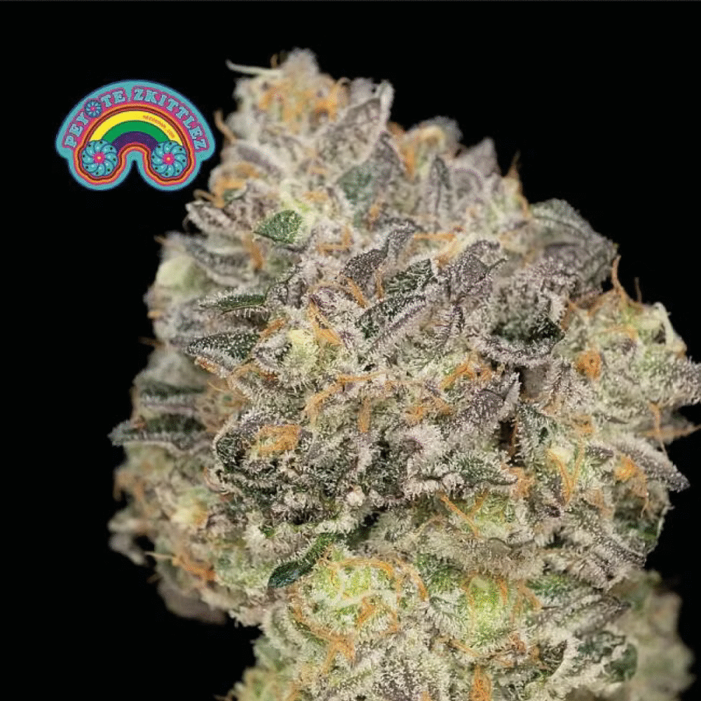 Peyote Zkittlez Feminisiert-3 Samen - Seeds24