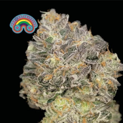 Peyote Zkittlez Feminisiert-3 Samen - Seeds24