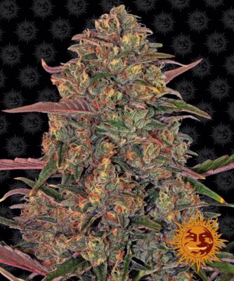 Pineapple Chunk Feminisiert-3 Samen - Seeds24