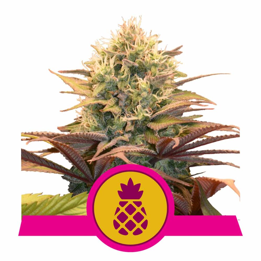 Pineapple Kush Feminisiert-3 Samen - Seeds24
