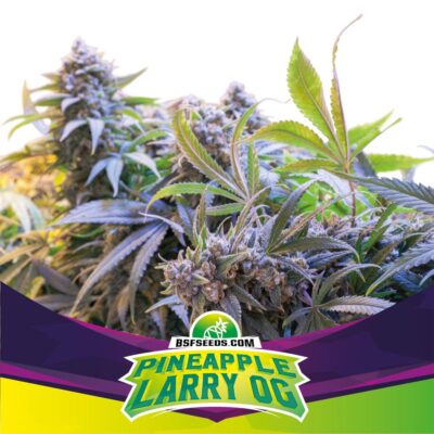 Pineapple Larry OG Feminisiert-4 Samen - Seeds24