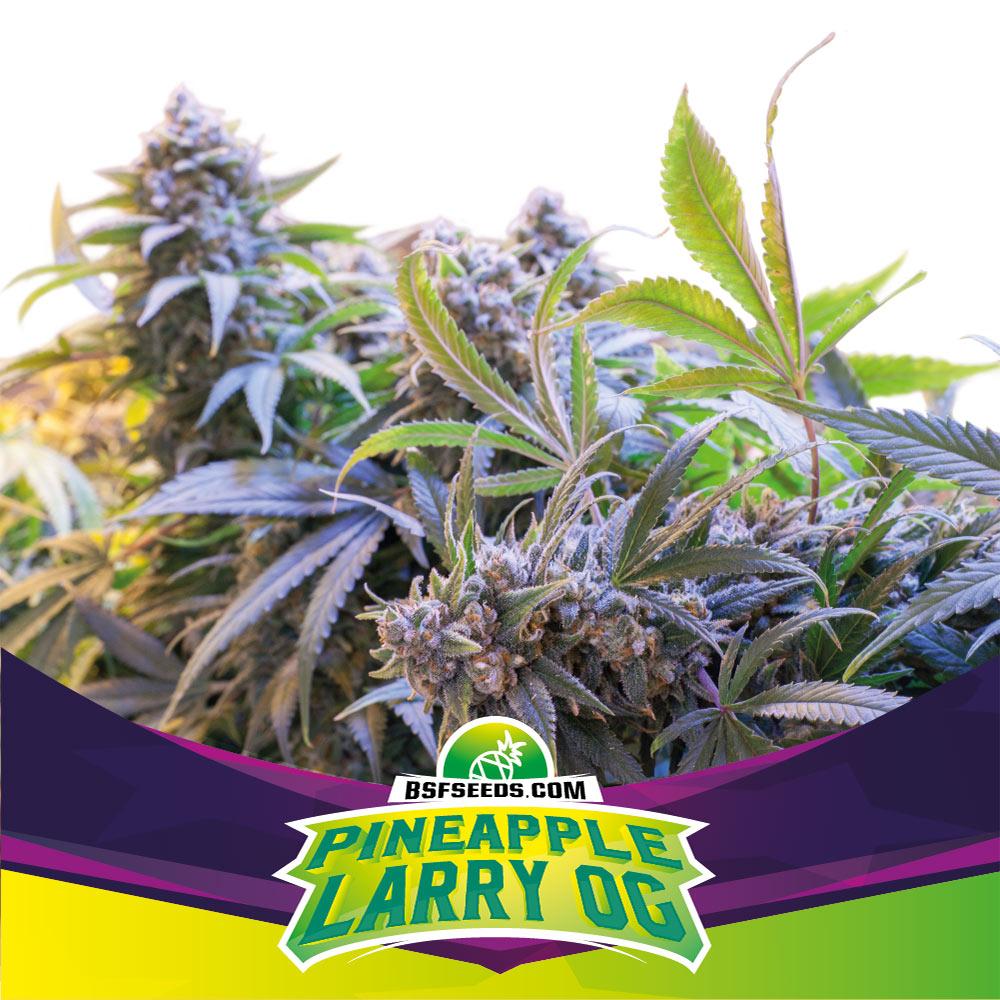 Pineapple Larry OG Feminisiert-4 Samen - Seeds24