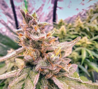 Pineapple OG Auto-3 Samen - Seeds24