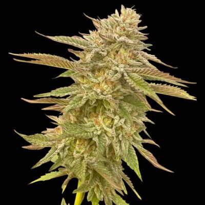 Pineapple OG Feminisiert-3 Samen - Seeds24
