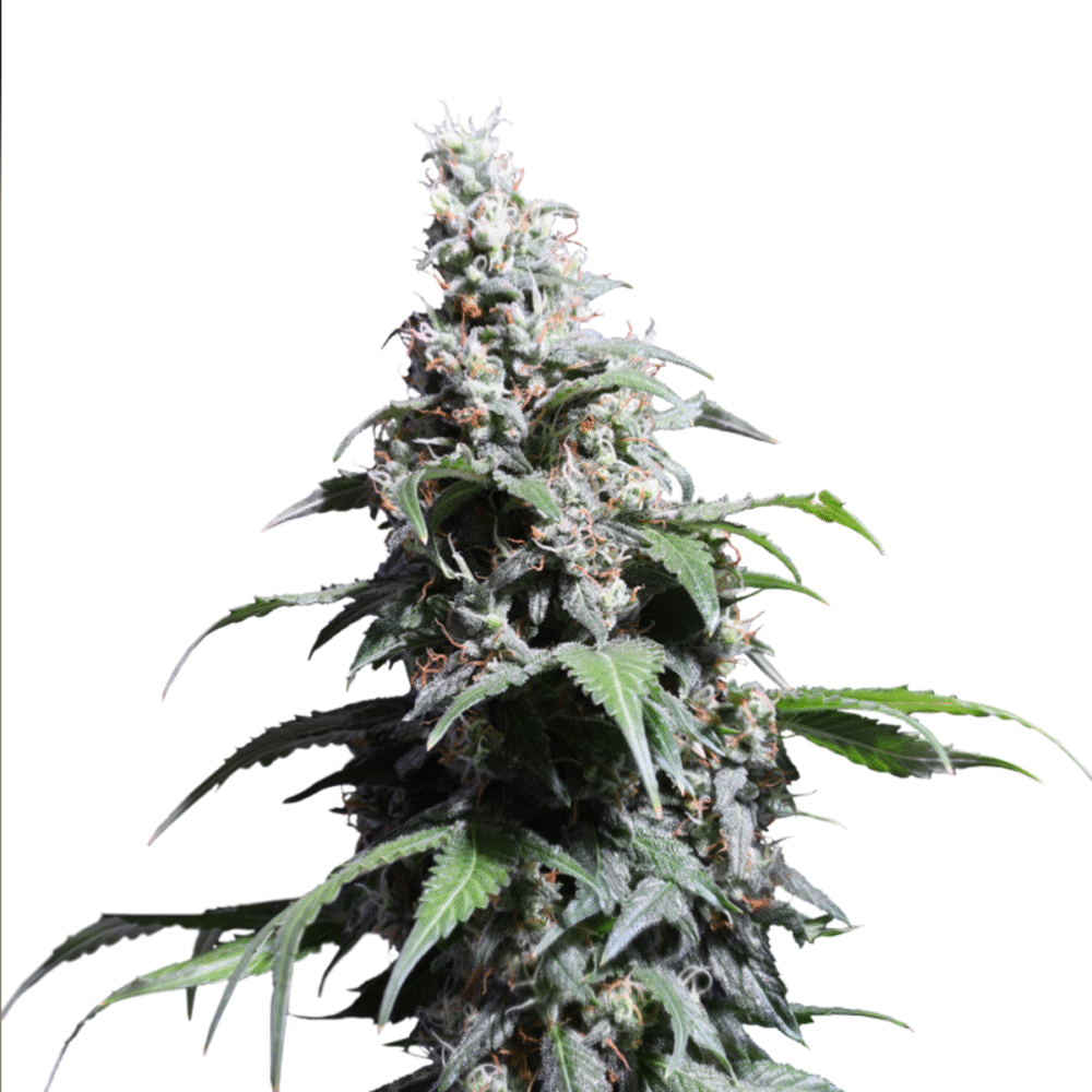 Pineapple Poison Feminisiert-3 Samen - Seeds24