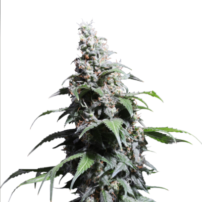 Pineapple Poison Feminisiert-3 Samen - Seeds24