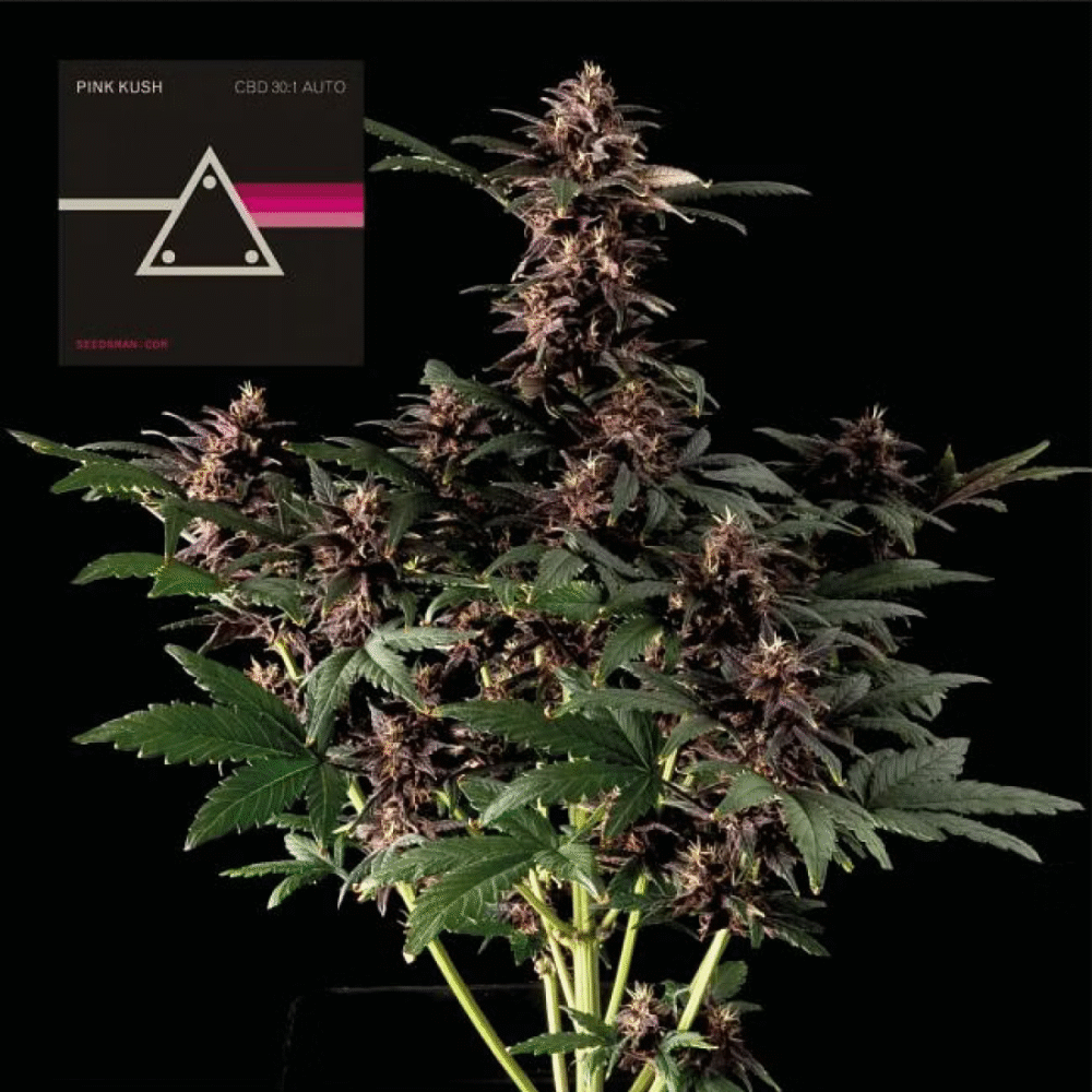 Pink Kush CBD 30:1 Auto-3 Samen - Seeds24