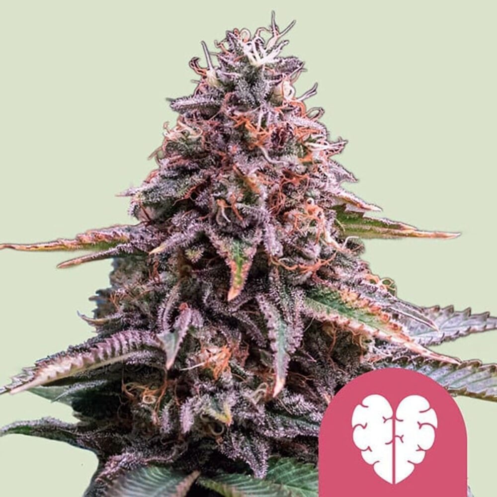 Pink Mist Feminisiert-3 Samen - Seeds24