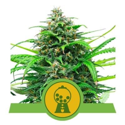Pink Runtz Automatic-3 Samen - Seeds24