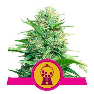 Pink Runtz Feminisiert-3 Samen - Seeds24