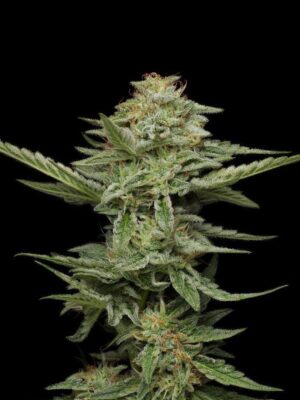 Pistachio Feminisiert-3 Samen - Seeds24