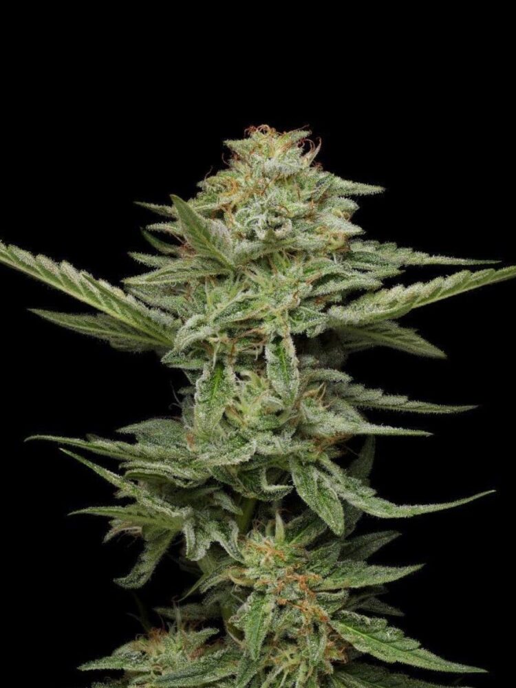 Pistachio Feminisiert-3 Samen - Seeds24