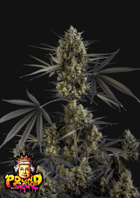 Pound Cake Auto-3 Samen - Seeds24
