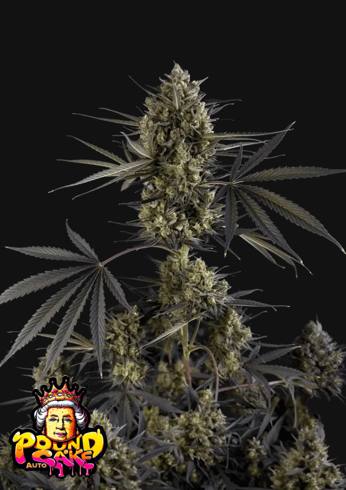 Pound Cake Auto-3 Samen - Seeds24