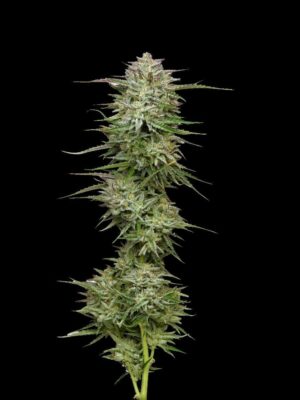 Pound Town Auto-3 Samen - Seeds24