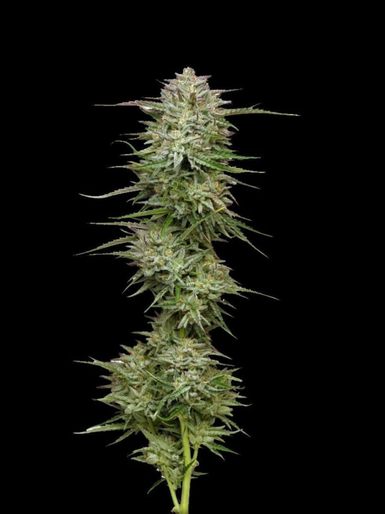Pound Town Auto-3 Samen - Seeds24