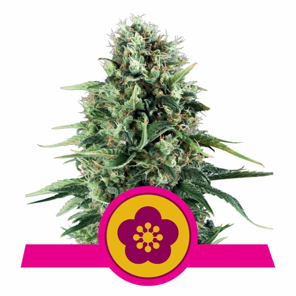 Power Flower Feminisiert-3 Samen - Seeds24