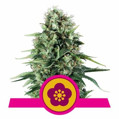 Power Flower Feminisiert-3 Samen - Seeds24