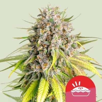 Punch Pie Feminisiert-3 Samen - Seeds24