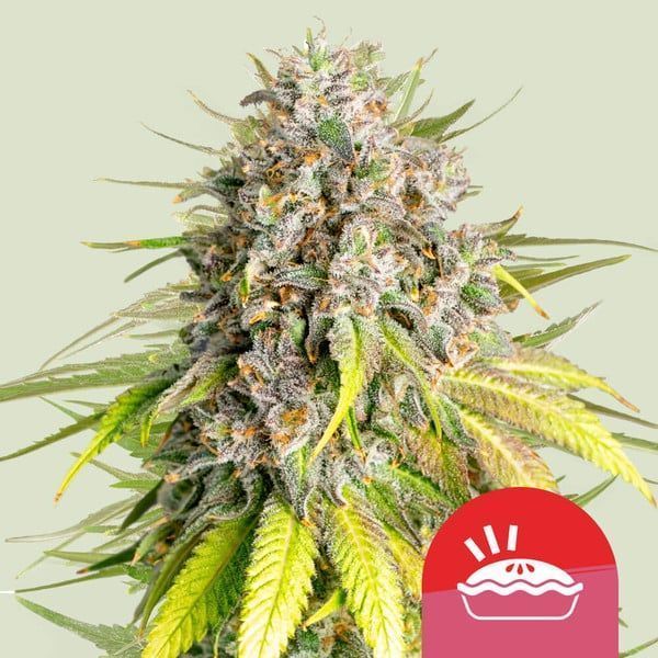 Punch Pie Feminisiert-3 Samen - Seeds24