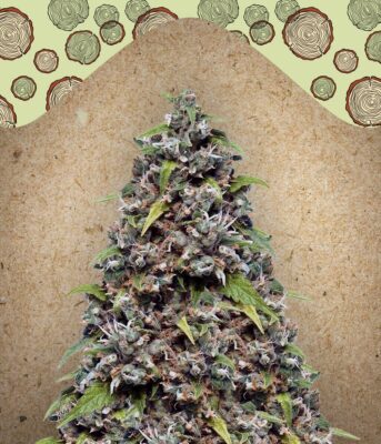 Pure AK Feminisiert-4 Samen - Seeds24