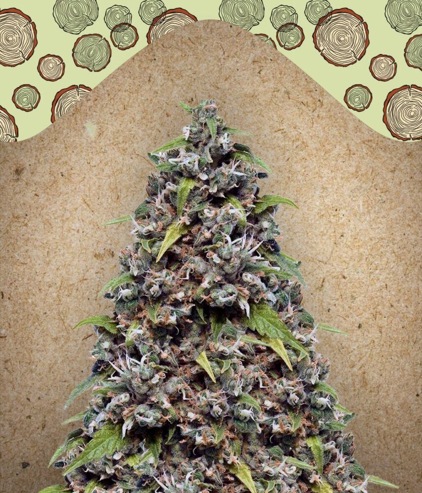 Pure AK Feminisiert-4 Samen - Seeds24