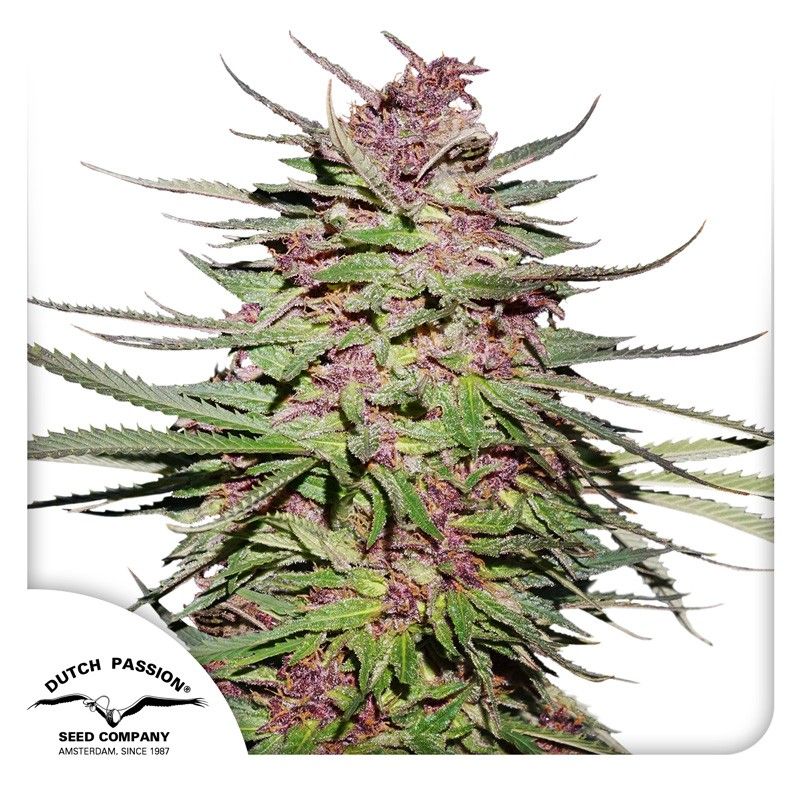 Purple 1 Feminisiert-3 Samen - Seeds24