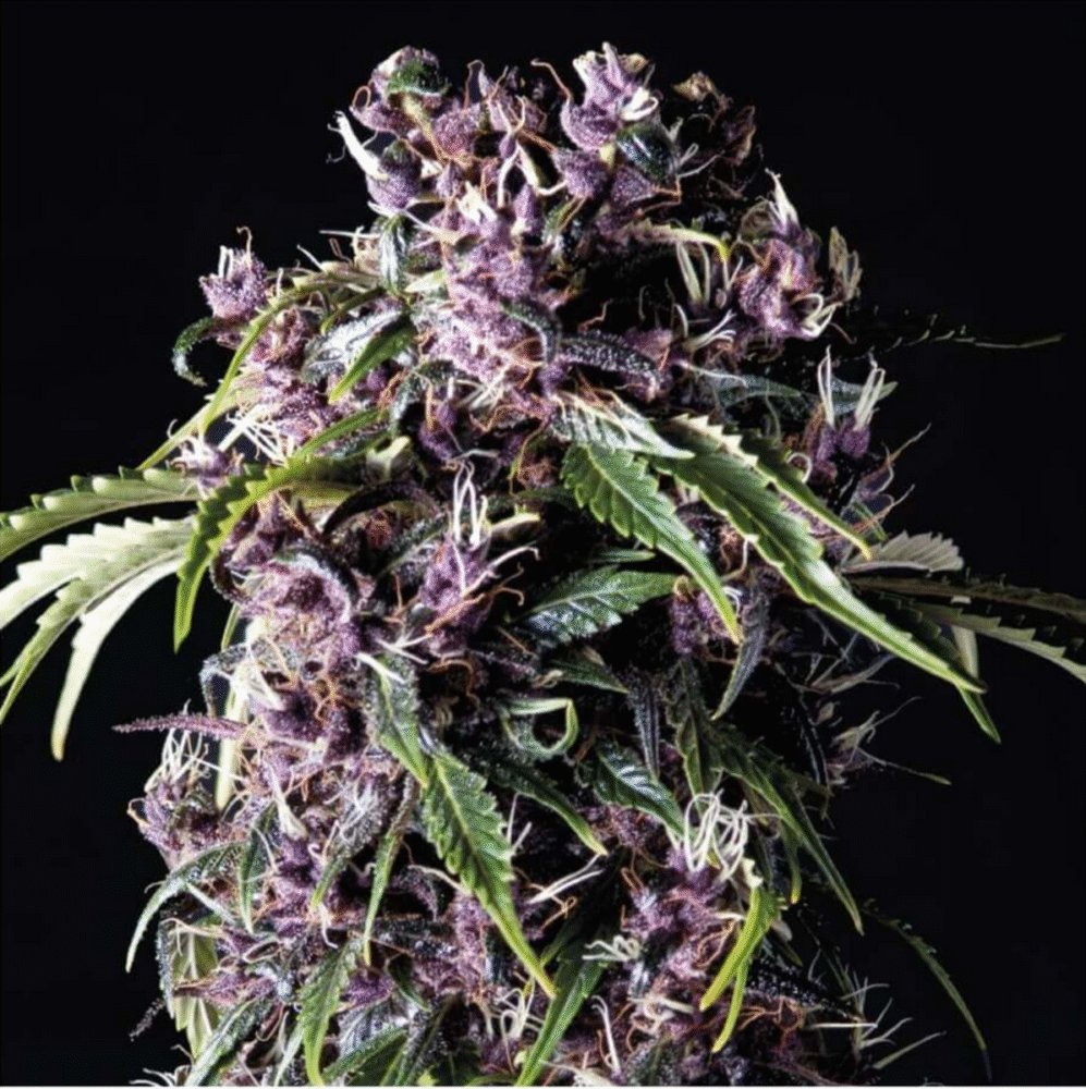 Purple Feminisiert-3 Samen - Seeds24