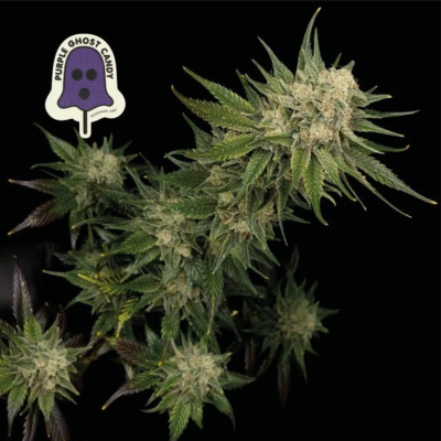 Purple Ghost Candy Feminisiert-3 Samen - Seeds24