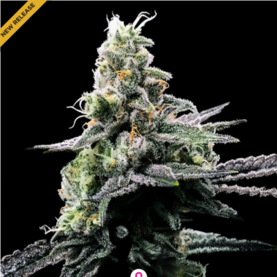 Purple Kosher Feminisiert-3 Samen - Seeds24