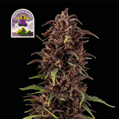 Purple Kush CBD 1:1 Auto-3 Samen - Seeds24