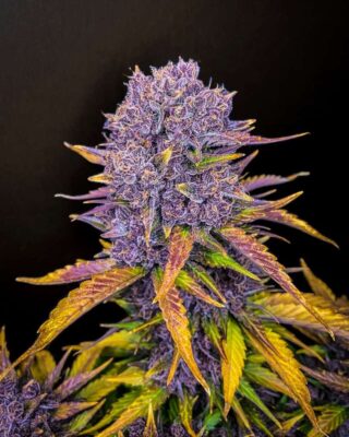 Purple Lemonade Auto-3 Samen - Seeds24
