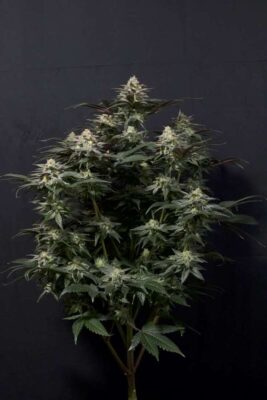 Purple Lemonade Fast Feminisiert-3 Samen - Seeds24