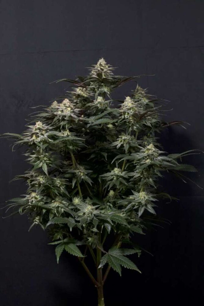 Purple Lemonade Fast Feminisiert-3 Samen - Seeds24