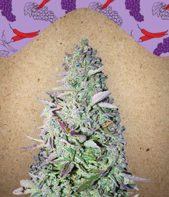 Purple Maroc Feminisiert-4 Samen - Seeds24