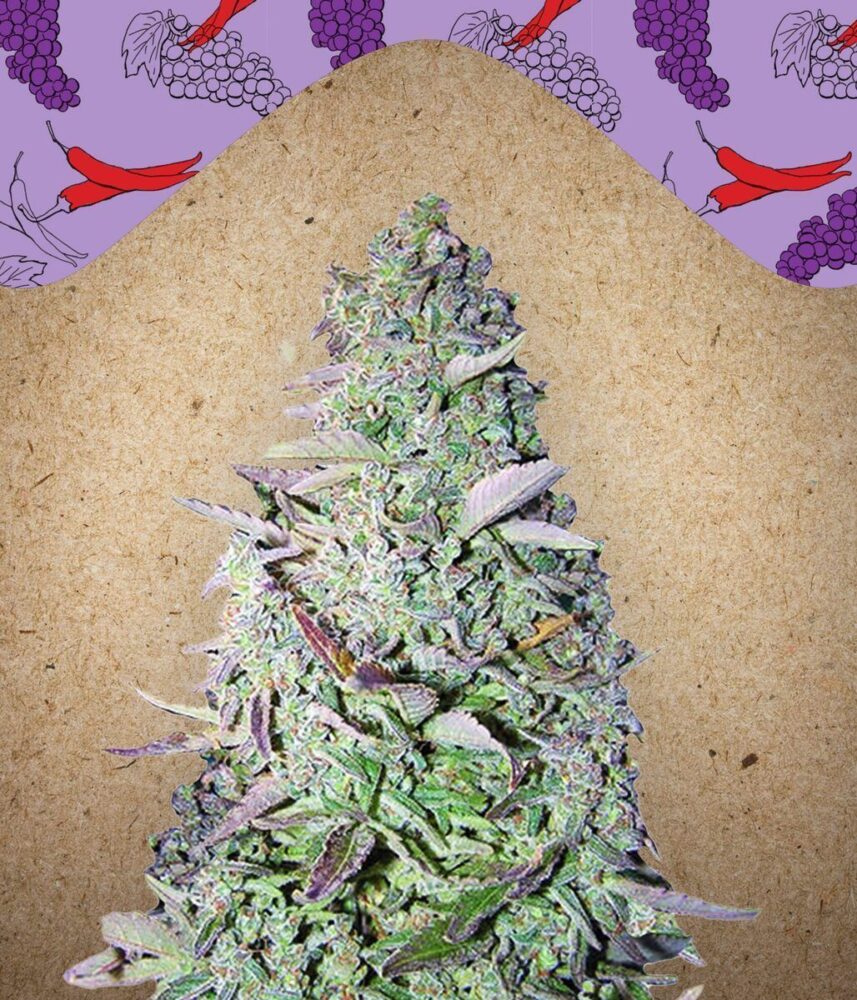 Purple Maroc Feminisiert-4 Samen - Seeds24