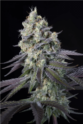 Purple Mints Feminisiert-3 Samen - Seeds24