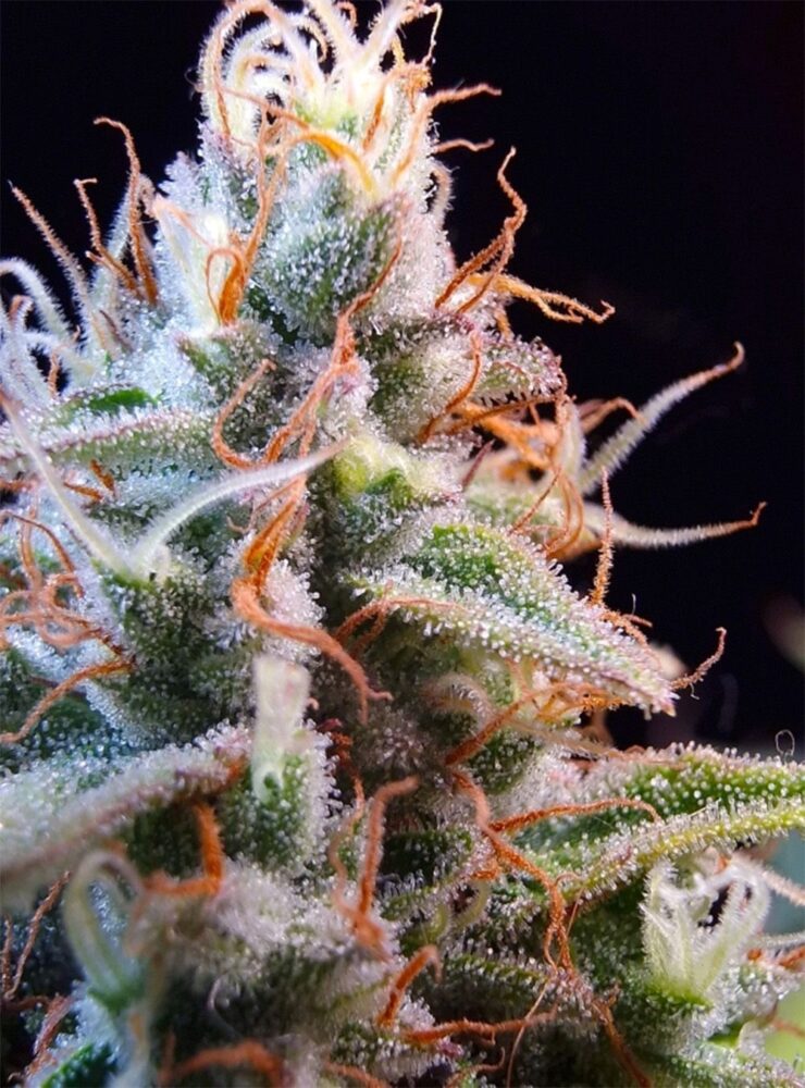 Purple OG Punch Auto-3 Samen - Seeds24